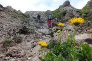 70 doronicum grandiflorum'...